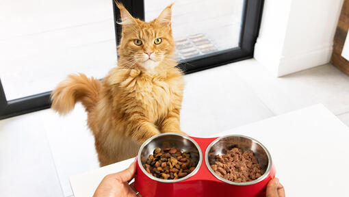 Cat Feeding Guide How Much Should I Feed My Cat Purina